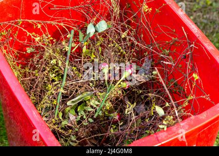 Rami di alberi, cespugli e fiori rifiniti in bidone di plastica rossa. Primavera, giardinaggio concetto. Foto Stock
