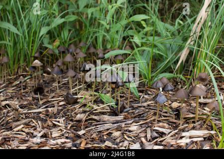 funghi sul pavimento in una foresta Foto Stock