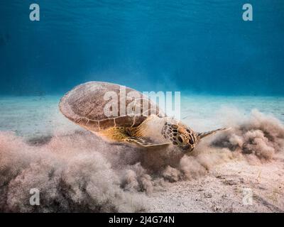 Mare con tartaruga verde nel Mar dei Caraibi intorno a Curacao Foto Stock