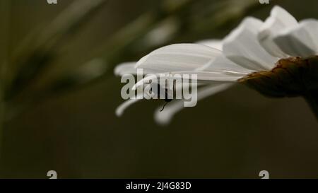 Una margherita su cui una formica striscia. Creativa. Un piccolo insetto nero è strisciante su un fiore bianco e piove. Foto Stock