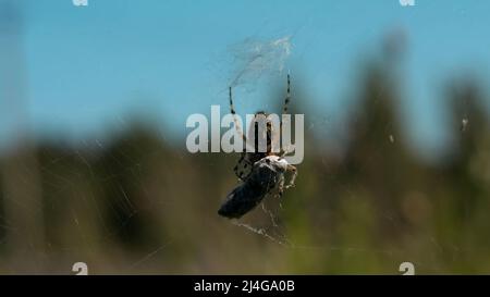 Primo piano di un ragno e la sua vittima intrappolata in una rete su sfondo verde sfocato. Creativa. Natura selvaggia concetto, alimentazione di un insetto. Foto Stock