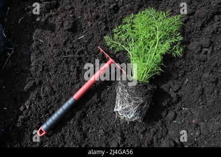 Pianta di aneto verde e rastrello rosso sul terreno di composto fertile scuro, pronto per piantare nel giardino di erbe per la cucina, spazio copia, alto angolo di vista fro Foto Stock