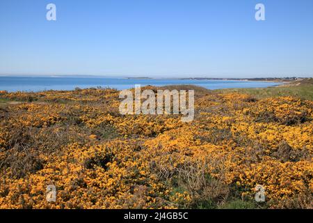 Effetti dell'erosione costiera a Barton sul mare, Hampshire Regno Unito Aprile 2022 Foto Stock