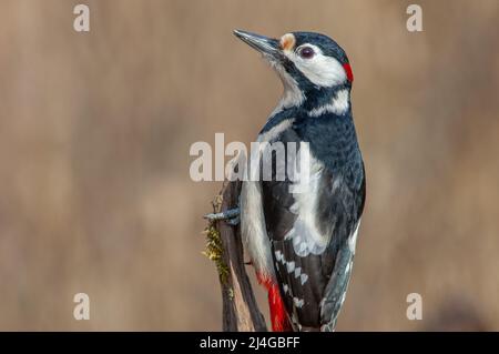 Grande Spotted Woodpecker maschio (Dendrocopos maggiore) arroccato su un ramo nella foresta. Foto Stock