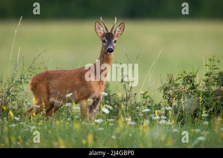 Giovane capriolo buck in piedi tra fiori selvatici in fiore nella natura estiva. Foto Stock