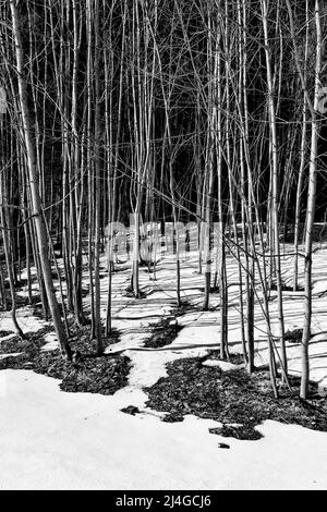 Concetto bianco e nero di scongelamento primaverile con molti alberi con tronchi stretti e neve sciogliente Foto Stock