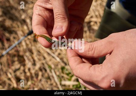 Le mani del pescatore impale un'esca di silicone per i pesci sul gancio Foto Stock