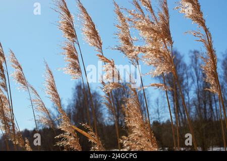 Infiorescenze del comune di canna secca dello scorso anno che cresce sulla riva del fiume Foto Stock