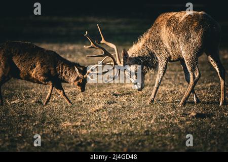 piccolo cervo duello con un cervo di offerta con corna Foto Stock