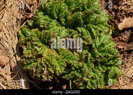 Heracleum sosnowskyi. Un piccolo germoglio di zoccoli di Sosnovsky Foto Stock