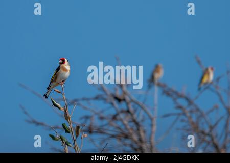 bellissimo goldfinch eurasiatico appollaiato su un ramo su uno sfondo blu cielo luminoso Foto Stock