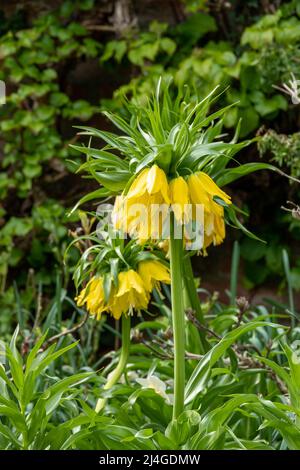 Fiori gialli della Fritillaria Imperiale, conosciuta anche come Fritillario Imperiale e corona imperiale, coltivata per i suoi grandi e spettacolari grappoli di campane Foto Stock