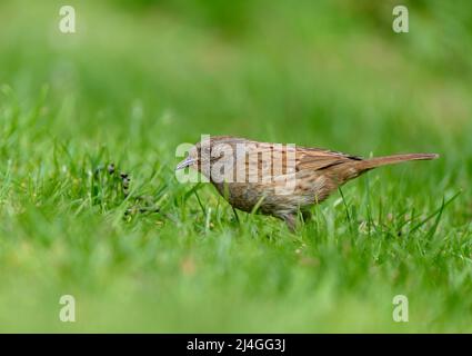 A Dunnock o Hedge Sparrow Prunella modularis alla ricerca di prodotti alimentari tra l'erba nel Nord Norfolk, Regno Unito. Foto Stock