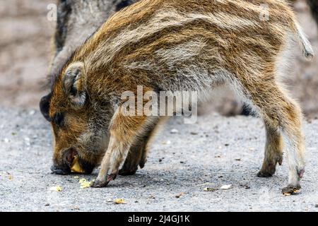 Wildpark im Grafenberger Wald, Frischlinge im Wildschweingehege Foto Stock