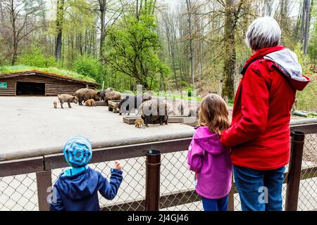 Wildpark im Grafenberger Wald, Besucher am Wildschweingehege Foto Stock