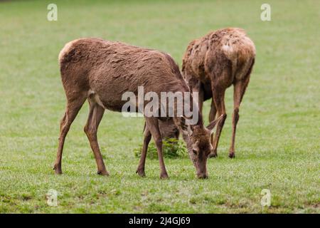 Parco faunistico nella foresta di Grafenberg, cervi rossi Foto Stock