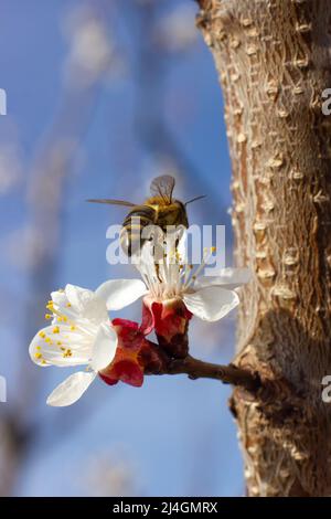 Ramo con fiori di albicocca su cui siede un'ape. Fuoco selettivo, fiori primaverili. Foto Stock