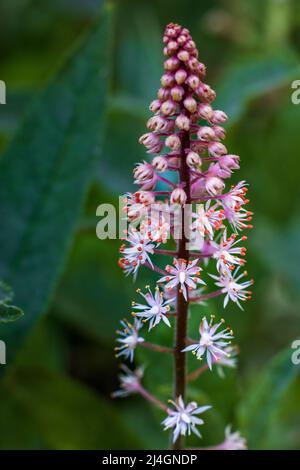 Tiarella 'Sping Symphony' schiuma fiore Foto Stock
