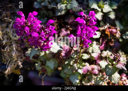 Lamium maculatum «Beacon Silver» Foto Stock