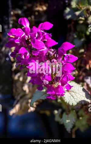 Lamium maculatum «Beacon Silver» Foto Stock