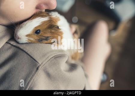 Cute soffice porcellino d'India Sheltie abbracciato il suo proprietario. pet concetto . Foto di alta qualità Foto Stock