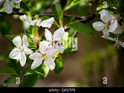 natura sfondo ape bevande nettare da un fiore di mela Foto Stock