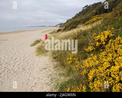 Gola che cresce lungo le scogliere di Highcliffe Beach, Dorset, Regno Unito Foto Stock