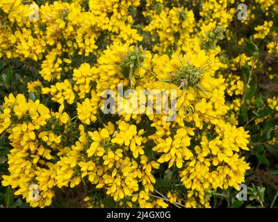 Fiori di gorse, Dorset, Regno Unito Foto Stock