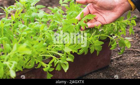 Mano della donna che batte giovani pianta verdi in contenitore su strada in tempo ventoso. Persona irriconoscibile che tocca delicatamente i saplings che crescono in vaso in giardino Foto Stock