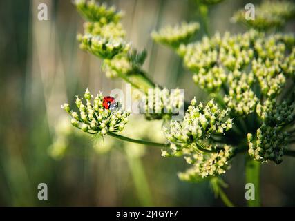 natura sfondo rosso sette pois ladybird su pianta Foto Stock