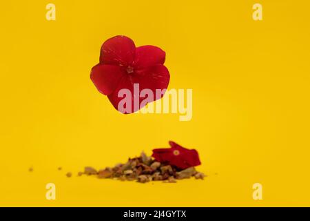 Fiore rosso con erbe di tè essiccate sullo sfondo Foto Stock