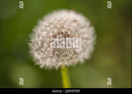 Immagine ravvicinata di un dente di primavera Foto Stock