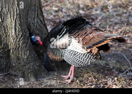 Wild Turkey, Meleagris galopavo, tom foraging per albero nella foresta nel Michigan centrale, Stati Uniti Foto Stock