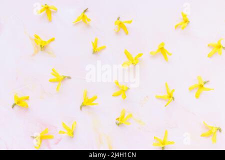 Freschi fiori di forsytia giallo primavera su sfondo rosa pastello. Disegno floreale astratto. Concetto di primavera. Disposizione piatta minimalista, vista dall'alto, spazio di copia Foto Stock