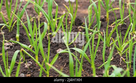 Letti con cipolla crescente in tempo ventoso. Piantine verdi in fiore in terra in orto Foto Stock