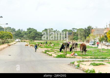 Hai Ennasr, Gdyel, Oran: Persone, mucche e pecore sulla strada della città. Scolari a piedi. Pannello del nome della città Hai El Nasr in caratteri arabi. Foto Stock