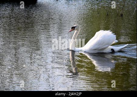 Sidcup, Kent. 15th Apr 2022. Un cigno muto ( Cygnus olor ) scivola lungo il fiume Cray al sole della sera. Foots Cray Meadows. Credit: michael melia/Alamy Live News Foto Stock