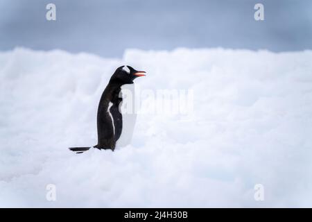 Gentoo pinguino si trova in bocca di apertura della neve Foto Stock
