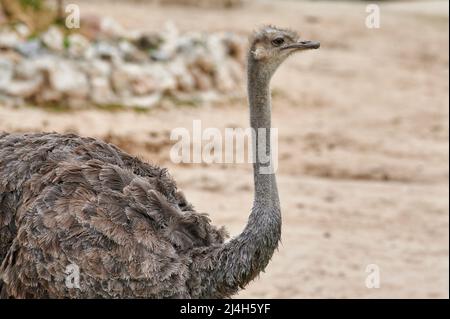 Ritratto di uno struzzo (Struthio camelus) in profilo guardando avanti con il suo lungo collo e belle piume Foto Stock