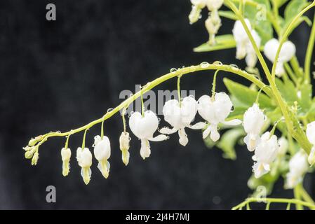 Dicentra spectabilis Alba, un cuore bianco sanguinante. Bianco vecchio stile sanguinante Heart.....been rinominato Lamprocapnos spectabilis ‘Alba. Foto Stock