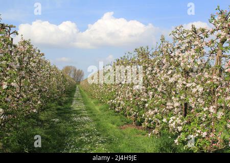 due file di alberi di mela con bella fioritura bianca e rosa in un frutteto nella campagna olandese in primavera Foto Stock