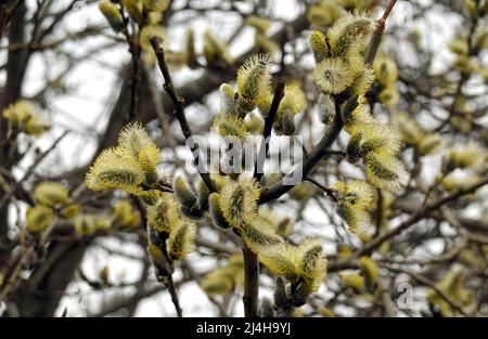 Molti rami di salice con germogli cespugliosi fioriscono in primavera nel primo piano della foresta Foto Stock