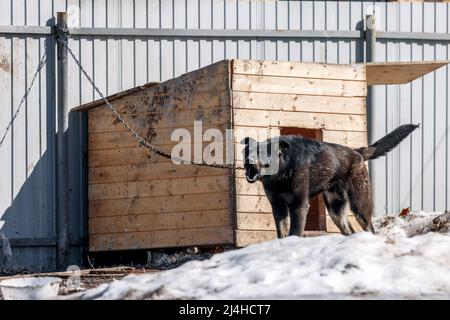 Arrabbiato guardia bruno cane abbaia sul guinzaglio a doghouse Foto Stock