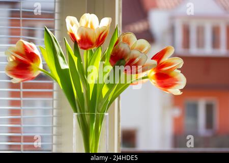 Un bouquet di tulipani bianchi arancioni in vaso di vetro si erge su un davanzale in appartamento moderno contro edificio residenziale facciata sfondo casa. Accogliente Foto Stock