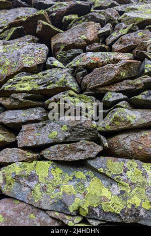 Lime verde mappa lichen su muri di pietra asciutta Lake District Cumbria Inghilterra Foto Stock