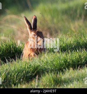 Lepre marrone nelle Cotswold Hills UK Foto Stock