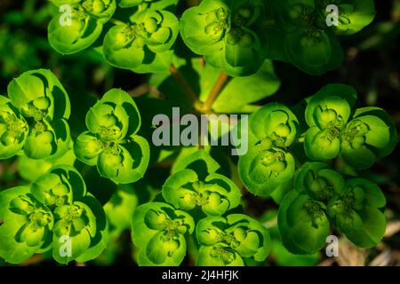 La pianta di Spurge (Euphorbia elioscopia) nella foresta. Antalya, Turchia. La regione mediterranea Foto Stock