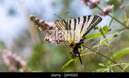 Farfalla isolato su fiore rosa. Scarce coda di rondine (Iphiclides podalirius) variopinte ali a farfalla. Foto Stock