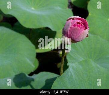 Primo piano vista dall'alto di un bocciolo di fiori di loto rosa circondato da giglio verde in stagno Foto Stock