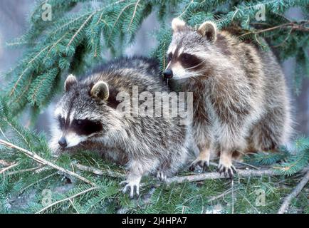 Nord America; Stati Uniti; Montana; Wildlife; Winter; Raccoons; Lotor di Procyon Foto Stock